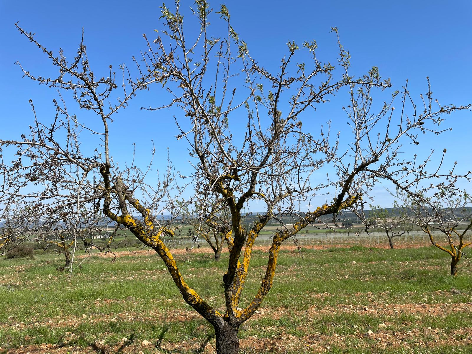 LA UNIÓ alerta de la 'situación catastrófica' en el sector de la almendra LA UNIÓ alerta de la 'situación catastrófica' en el sector de la almendra