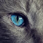 Los ojos de un gato