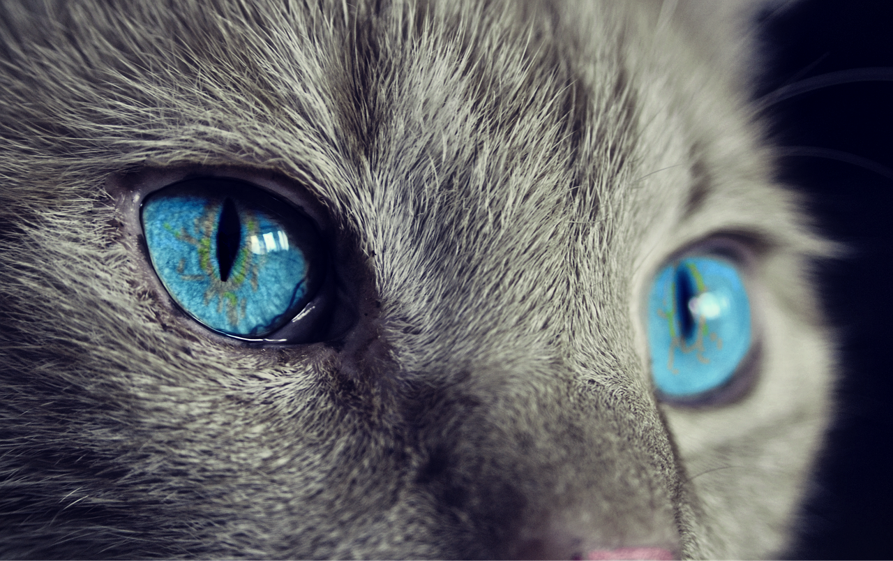 Ciencia en La Brújula: ¿Ven los animales en color o en blanco y negro? episode artwork