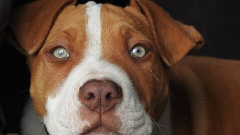Imagen de archivo de un Pitbull | Foto: Pixabay