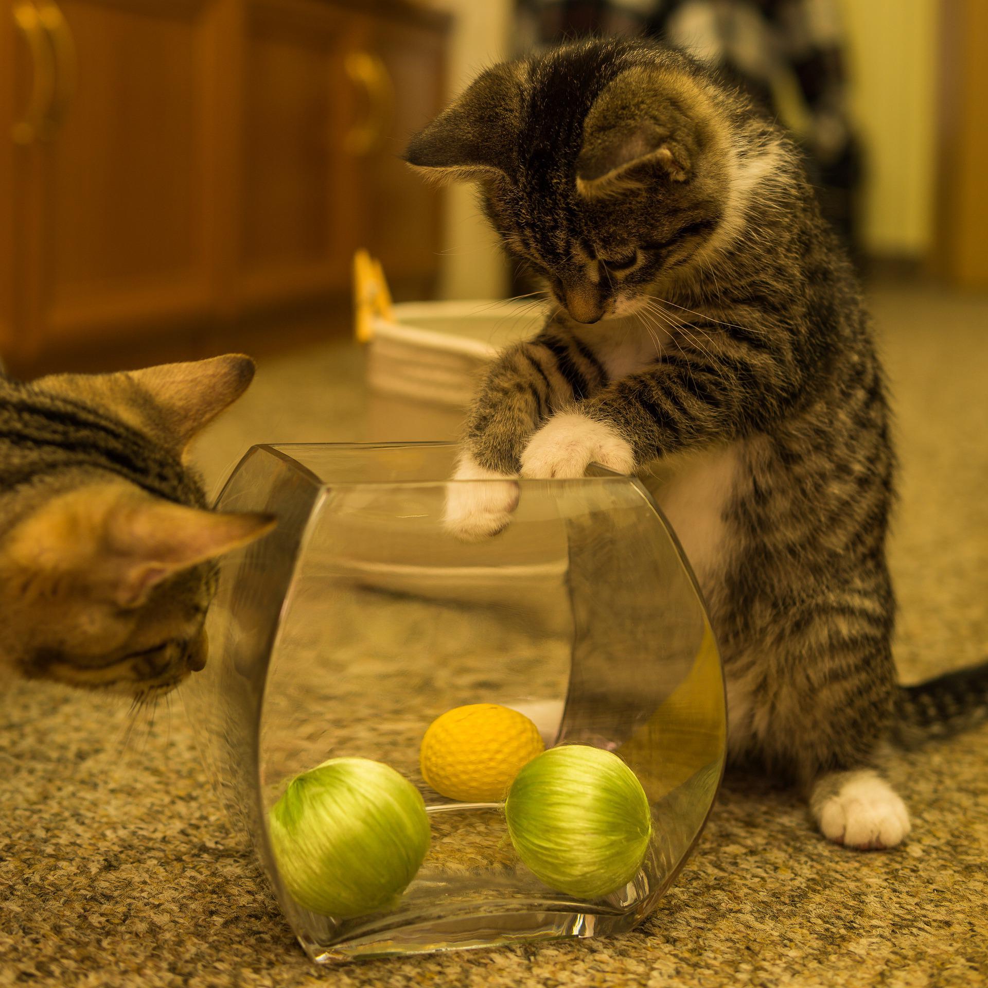 ¿Qué juguetes son peligrosos para los gatos? ¿Qué juguetes son peligrosos para los gatos?