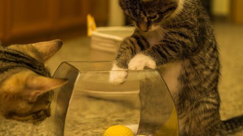 Gato jugando con ovillos de lana
