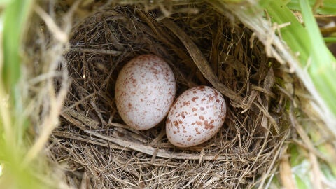 Huevos