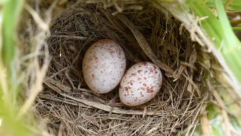 Huevos Huevos