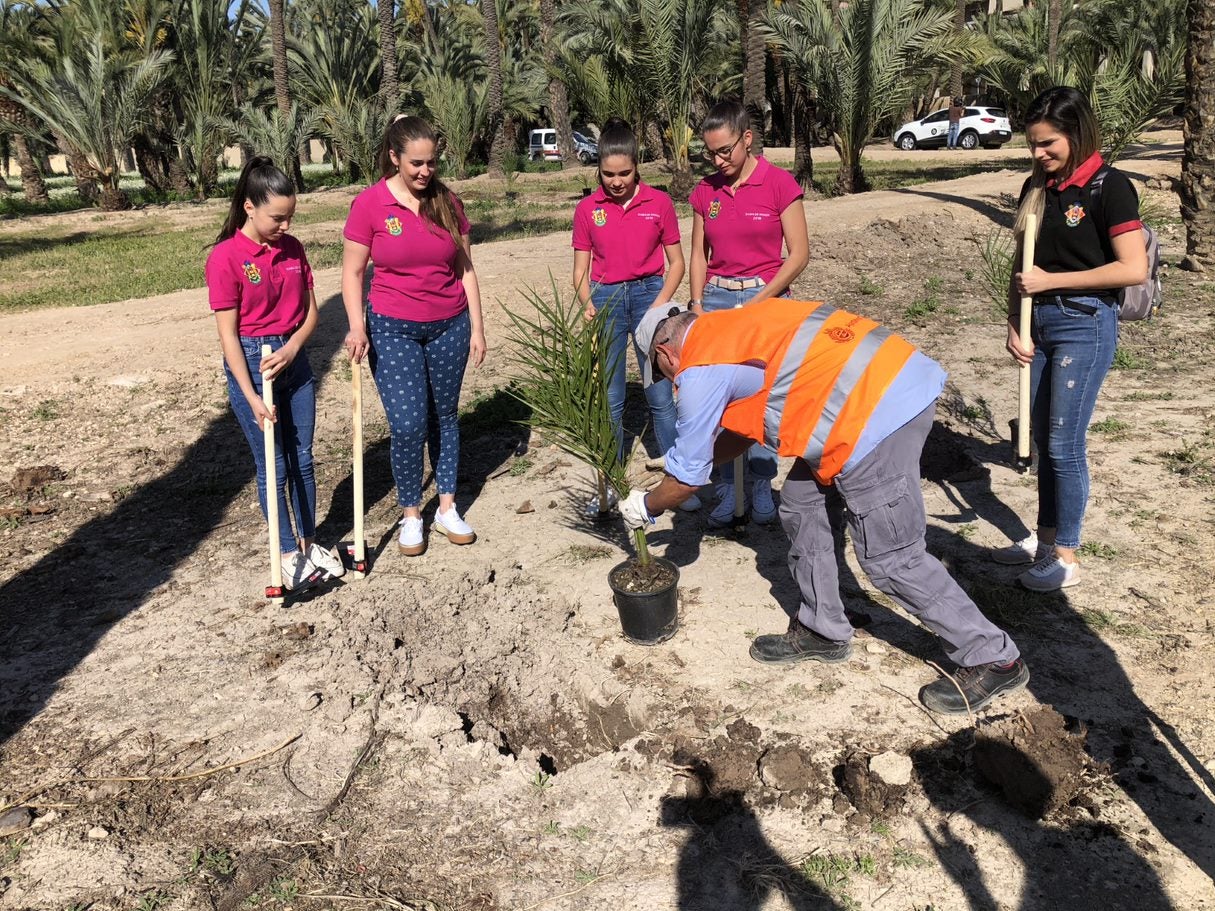Elche inicia la repoblación de su Palmeral histórico con la plantación de 185 ejemplares Elche inicia la repoblación de su Palmeral histórico con la plantación de 185 ejemplares