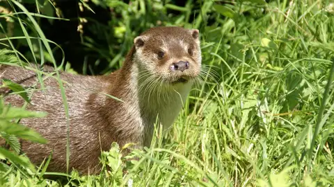 Nutria de río europea Nutria de río europea