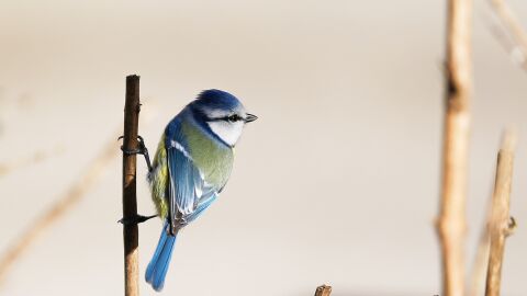 La temperatura es el factor ambiental que mas influye en la presencia de parasitos en aves