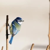La temperatura es el factor ambiental que mas influye en la presencia de parasitos en aves La temperatura es el factor ambiental que mas influye en la presencia de parasitos en aves
