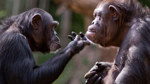 Chimpanc&eacute;s