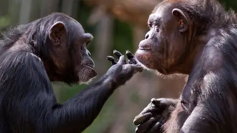 Chimpancés Chimpancés