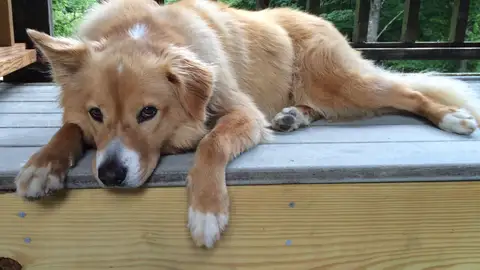 Foto de Jack, uno de los perros incluidos en el proyecto Foto de Jack, uno de los perros incluidos en el proyecto