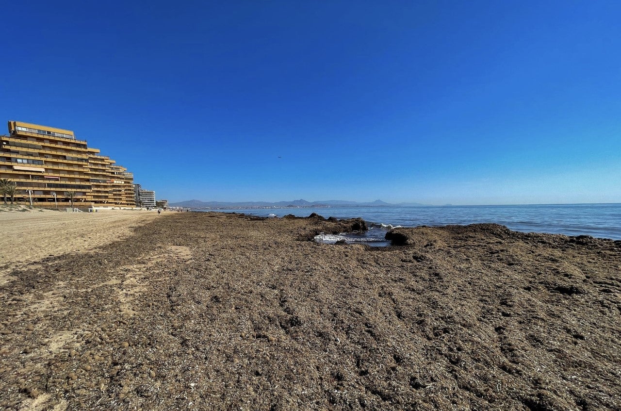 Restos de algas y plantas posidonias afean de nuevo las playas de Arenales del Sol Restos de algas y plantas posidonias afean de nuevo las playas de Arenales del Sol