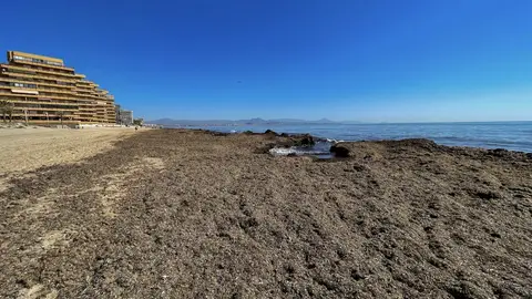 Restos de algas y plantas posidonias afean de nuevo las playas de Arenales del Sol. Restos de algas y plantas posidonias afean de nuevo las playas de Arenales del Sol.