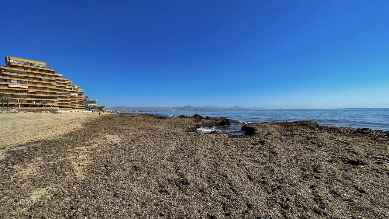 Restos de algas y plantas posidonias afean de nuevo las playas de Arenales del Sol.