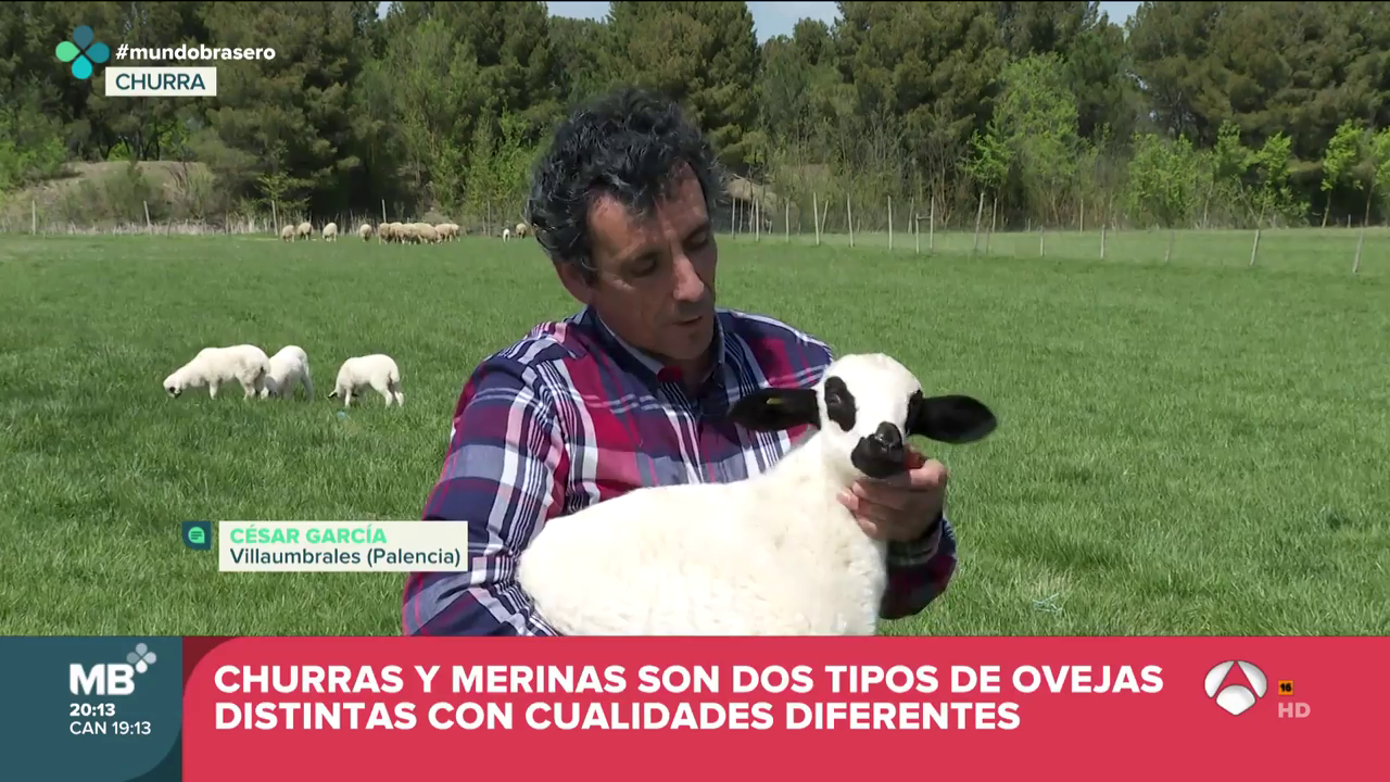 VÍDEO: El programa Mundo Brasero de Antena 3 se acercaba este domingo hasta Villaumbrales VÍDEO: El programa Mundo Brasero de Antena 3 se acercaba este domingo hasta Villaumbrales