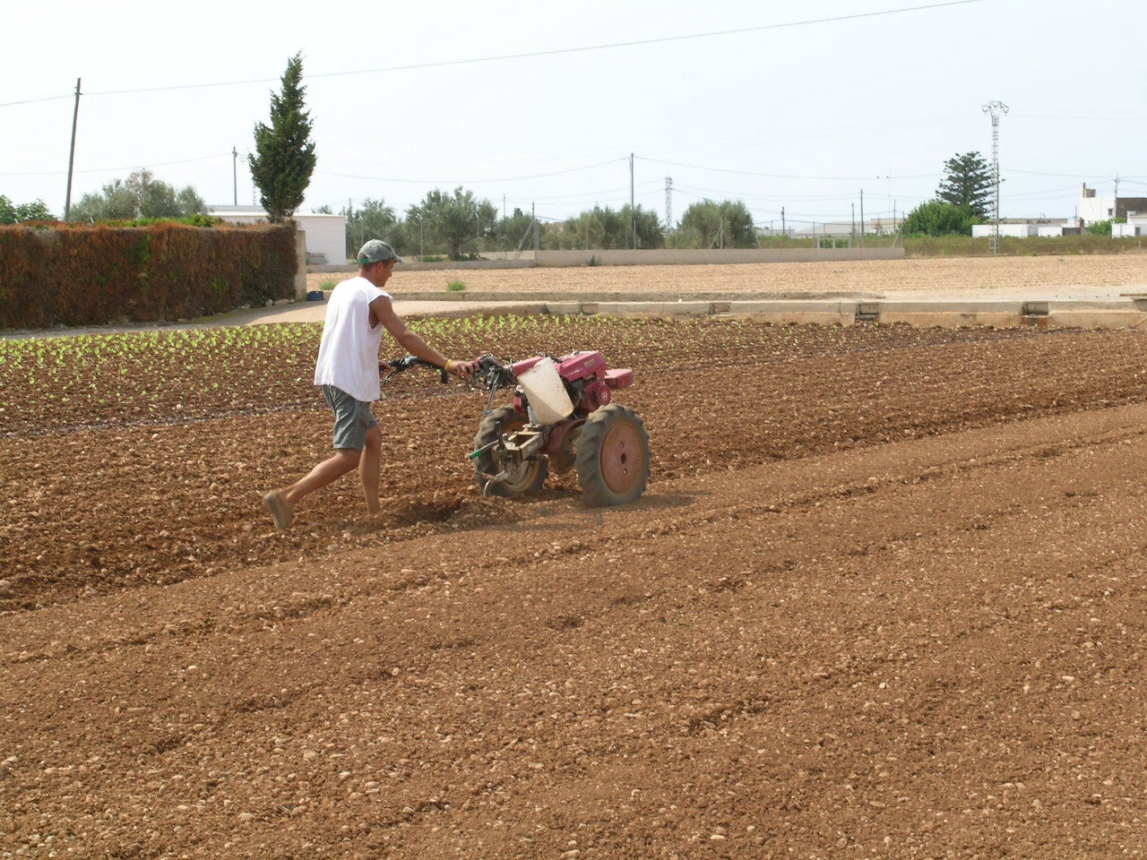 Los agricultores siguen sin conocer todavía la tributación de sus cultivos y ganados Los agricultores siguen sin conocer todavía la tributación de sus cultivos y ganados