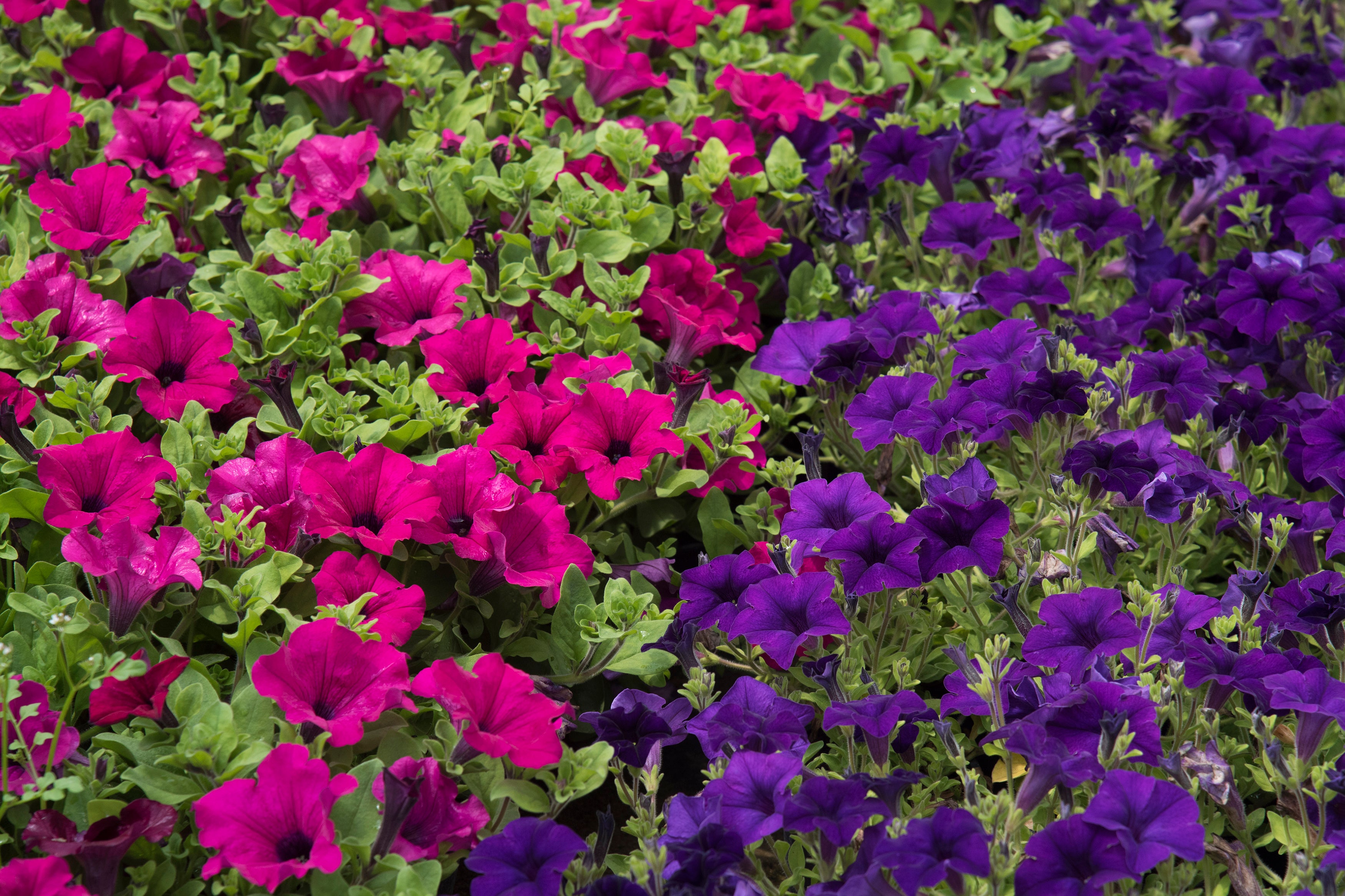 La campaña de la flor llega a 102 ayuntamientos La campaña de la flor llega a 102 ayuntamientos