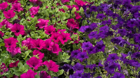 La campaña de la flor llega a 102 ayuntamientos La campaña de la flor llega a 102 ayuntamientos