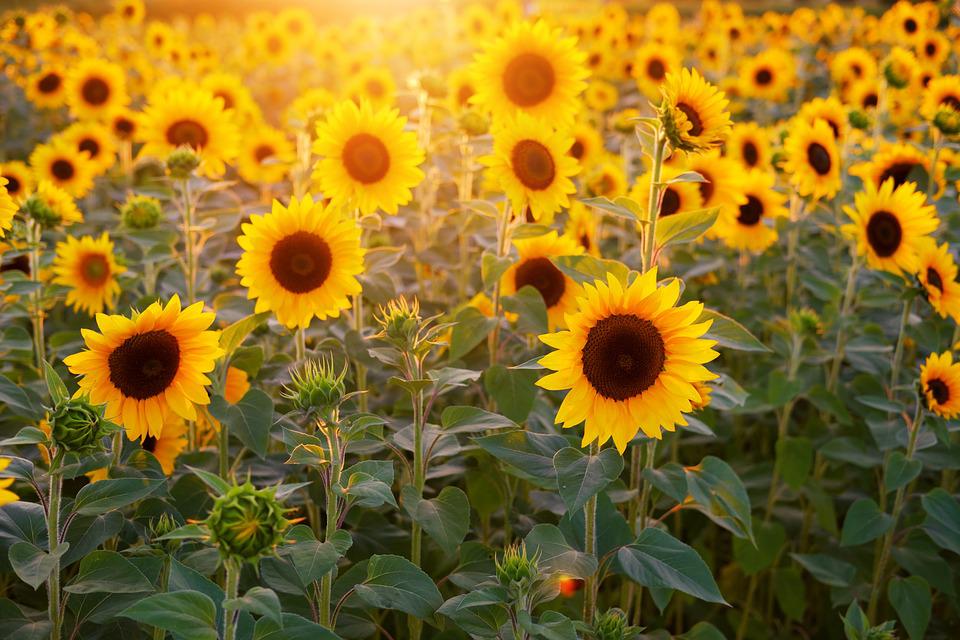 El precio de la tonelada de girasol alcanza su máximo histórico El precio de la tonelada de girasol alcanza su máximo histórico