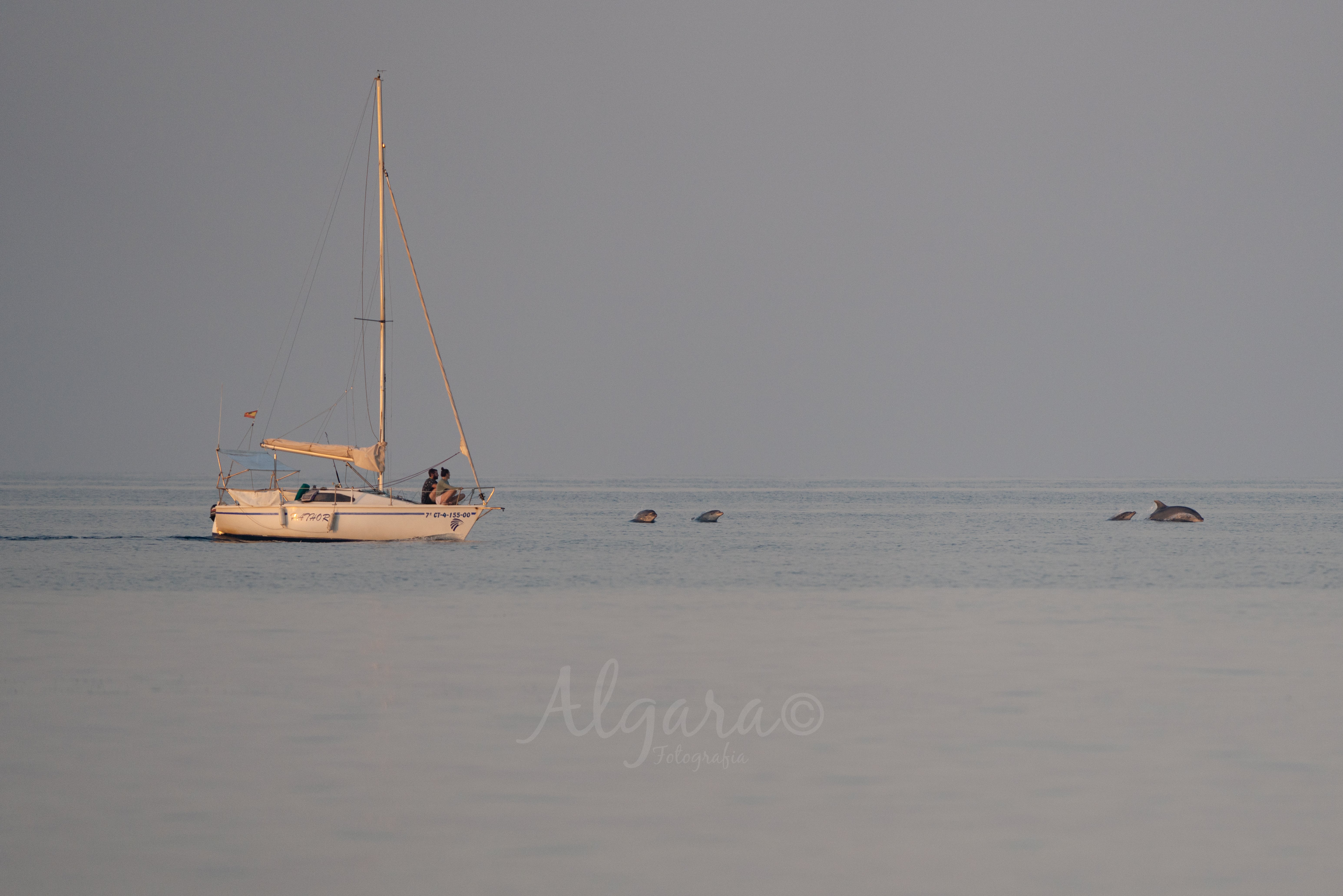 Una manada de delfines se pasea frente a la playa de Los Arenales del Sol de Elche Una manada de delfines se pasea frente a la playa de Los Arenales del Sol de Elche