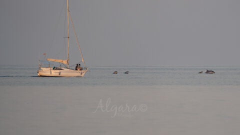 Manada de delfines a su paso por la playa de Los Arenales del Sol de Elche.