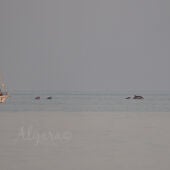 Manada de delfines a su paso por la playa de Los Arenales del Sol de Elche.