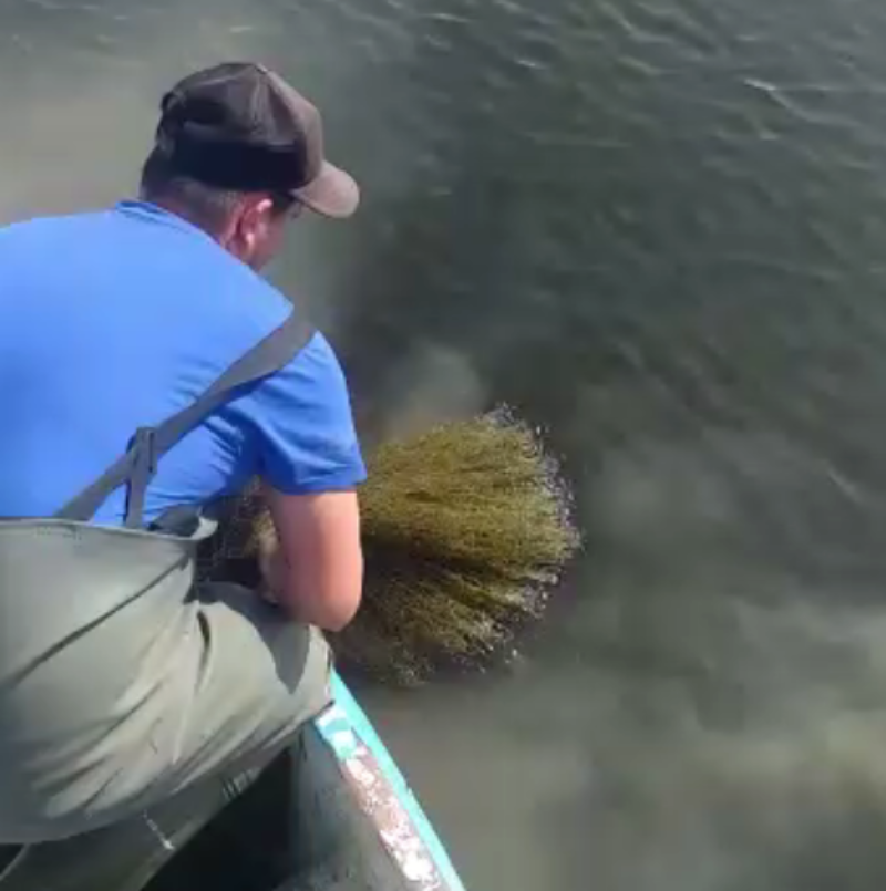 La sopa verde reduce a cero las capturas de langostino en el Mar Menor La sopa verde reduce a cero las capturas de langostino en el Mar Menor