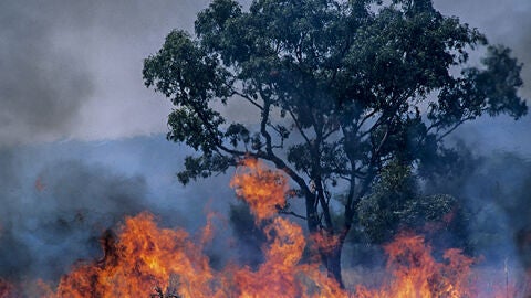 Incendio forestal