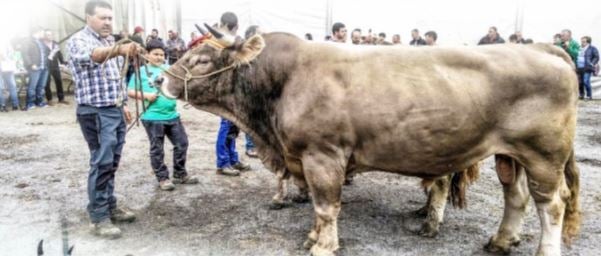 Nava acoge este fin de semana el Concurso Nacional de la Parda de Montaña Nava acoge este fin de semana el Concurso Nacional de la Parda de Montaña