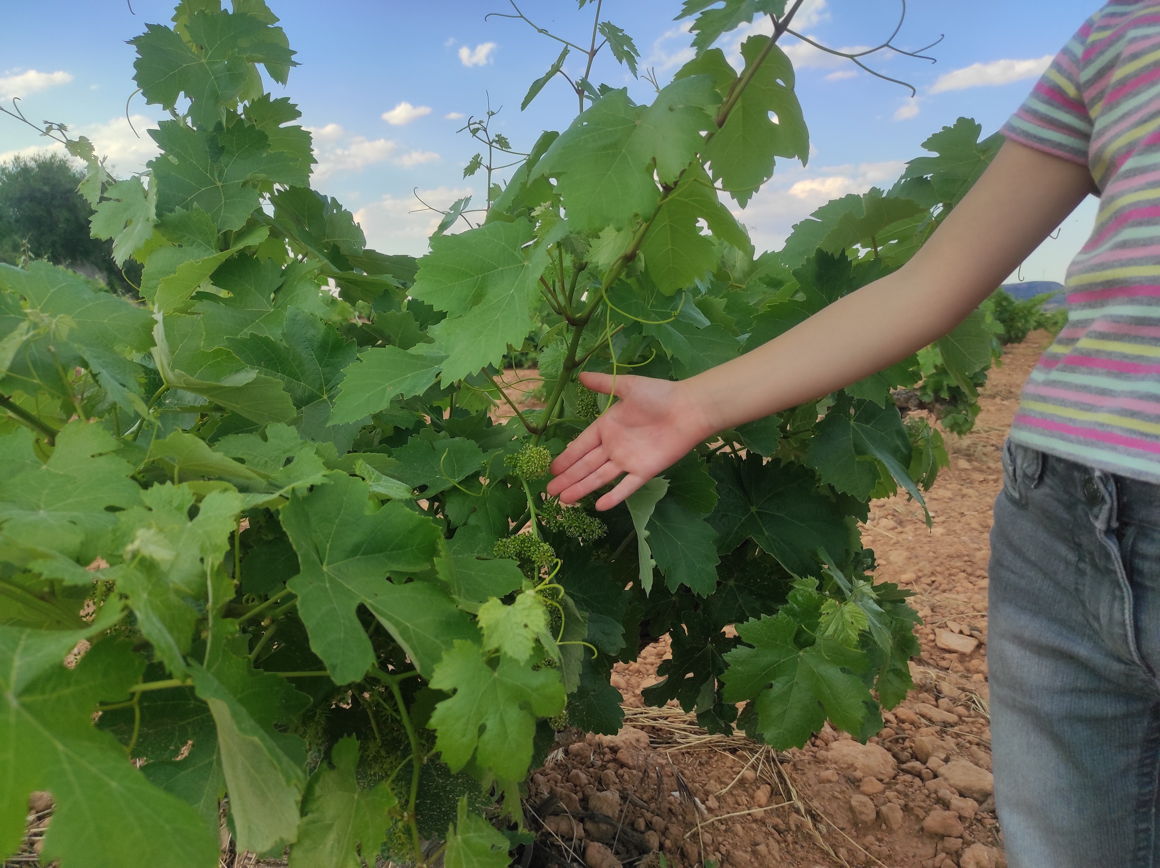 En la comarca de Valdepeñas la floración de la viña beneficiada por el sol y una primavera lluviosa En la comarca de Valdepeñas la floración de la viña beneficiada por el sol y una primavera lluviosa