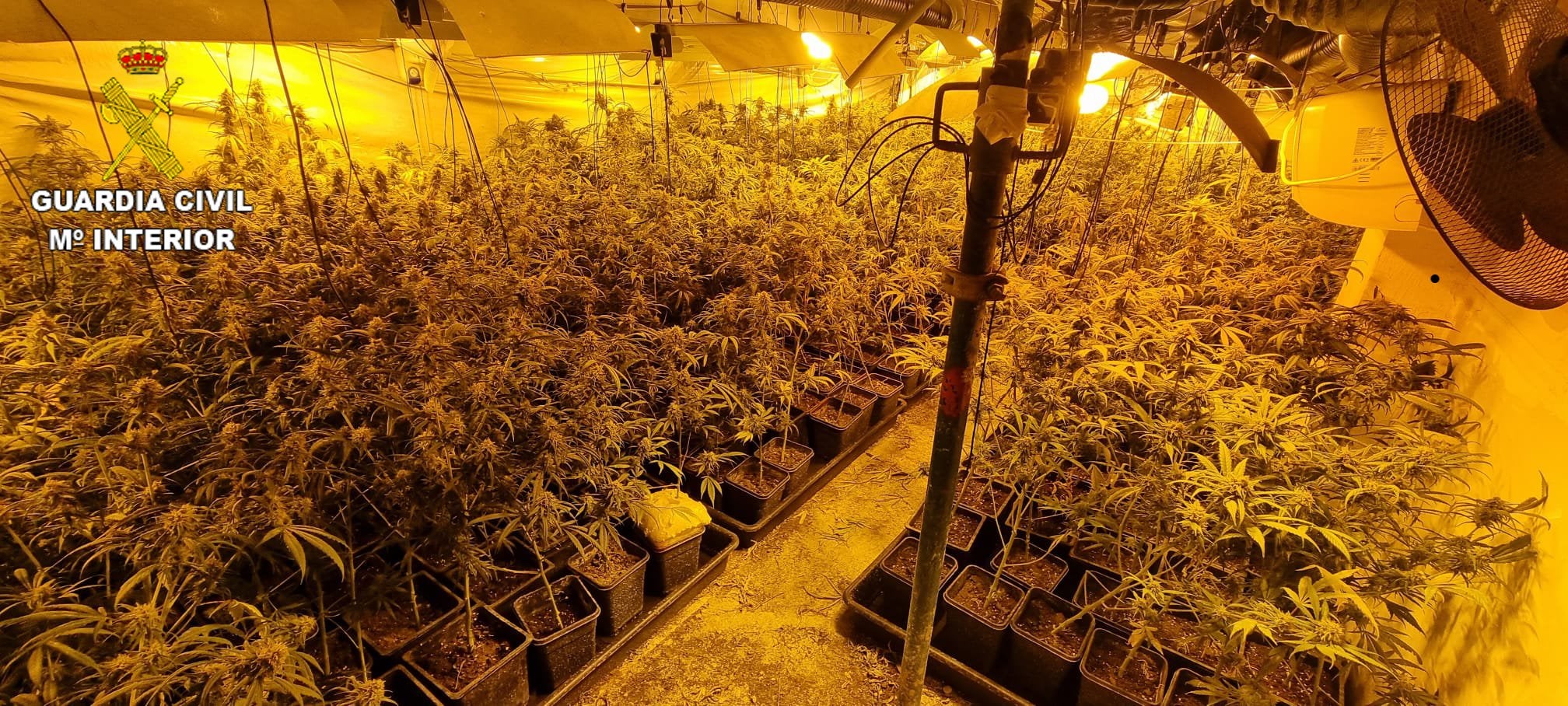 La Guardia Civil interviene 900 plantas de marihuana en Santa Olalla (Toledo) La Guardia Civil interviene 900 plantas de marihuana en Santa Olalla (Toledo)