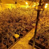 La Guardia Civil interviene 900 plantas de marihuana en Santa Olalla (Toledo)