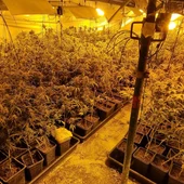 La Guardia Civil interviene 900 plantas de marihuana en Santa Olalla (Toledo) La Guardia Civil interviene 900 plantas de marihuana en Santa Olalla (Toledo)