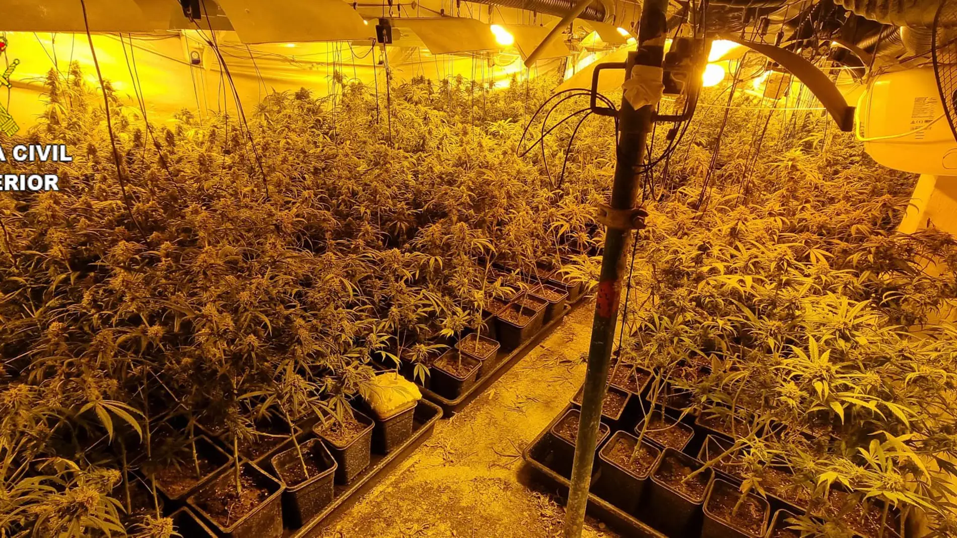 La Guardia Civil interviene 900 plantas de marihuana en Santa Olalla (Toledo)