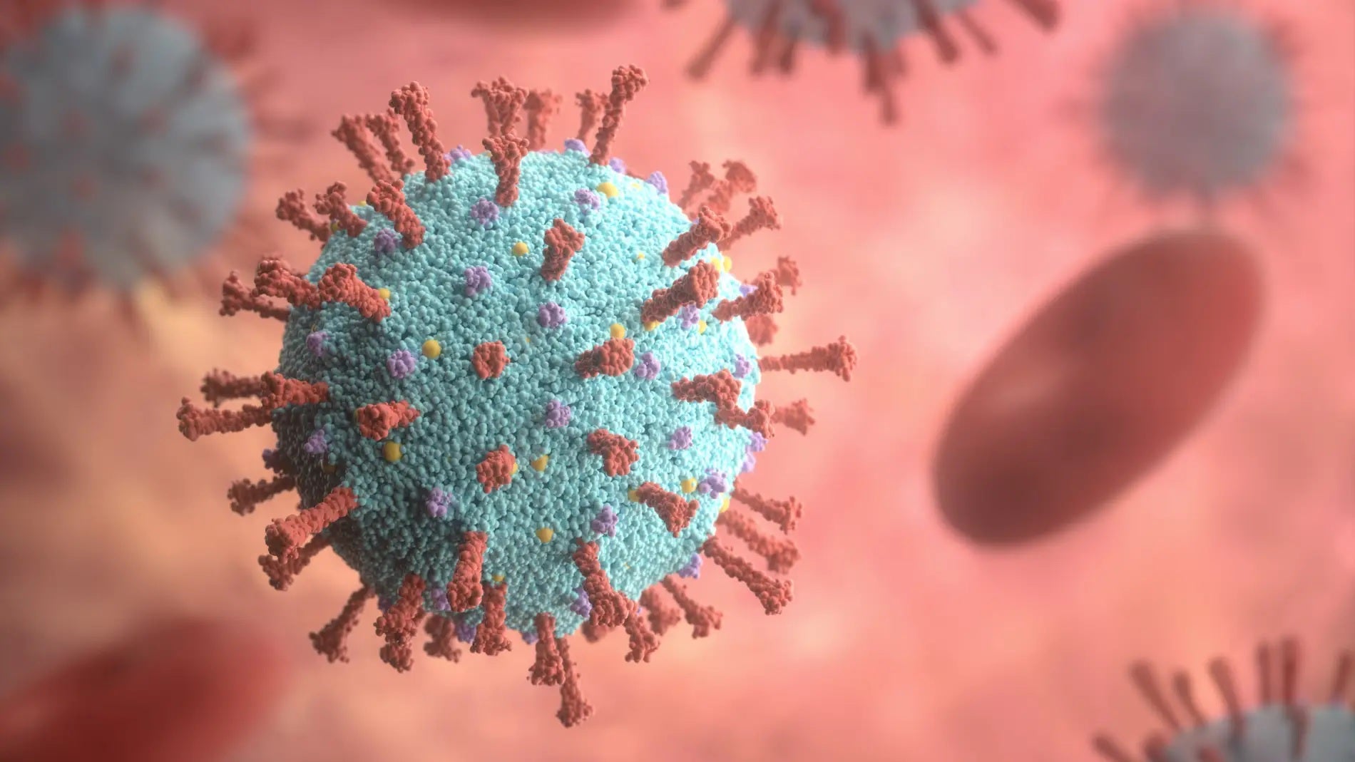 Viruela del mono: este es el protocolo de Sanidad para evitar la transmisión Viruela del mono: este es el protocolo de Sanidad para evitar la transmisión