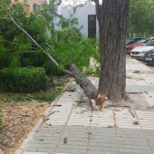 El viento ha provocado caída de árboles y ramas