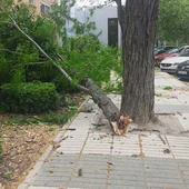 El viento ha provocado caída de árboles y ramas El viento ha provocado caída de árboles y ramas