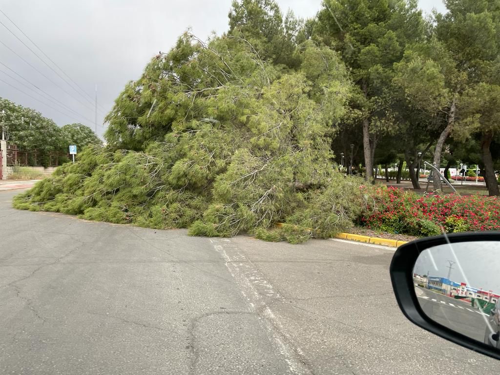 El fuerte viento provoca caída de árboles y ramas en Ciudad Real El fuerte viento provoca caída de árboles y ramas en Ciudad Real