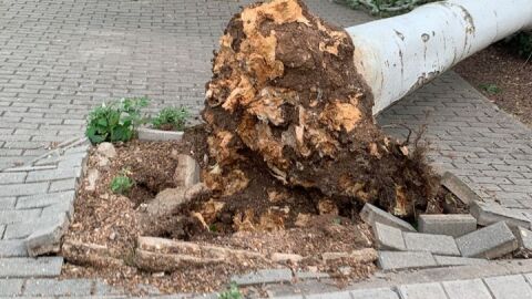 Otro árbol caído al suelo por efecto del viento
