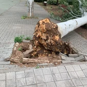 Otro árbol caído al suelo por efecto del viento Otro árbol caído al suelo por efecto del viento