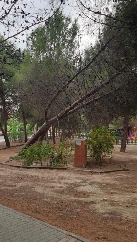 Las rachas de viento provocaron la caída de árboles y ramas