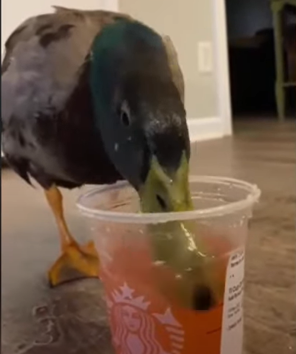 El pato 'mascota' Pablo: "Como soy adoptado me consienten mucho y me llevan a sitios caros" El pato 'mascota' Pablo: "Como soy adoptado me consienten mucho y me llevan a sitios caros"