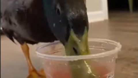 El pato Pablo bebiendo un refresco de fresa de Starbucks