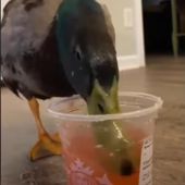 El pato Pablo bebiendo un refresco de fresa de Starbucks