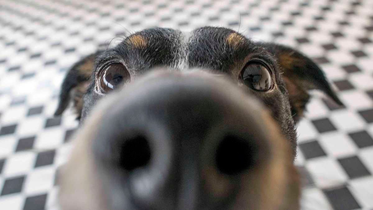 ¿Cuándo debo empezar a educar a mi perro? ¿Cuándo debo empezar a educar a mi perro?