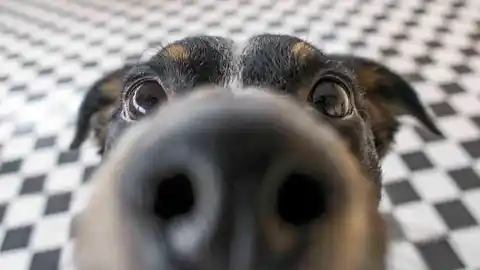 perro mirando a la cámara perro mirando a la cámara