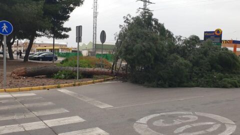 Árbol caído en Ciudad Real debido al viento