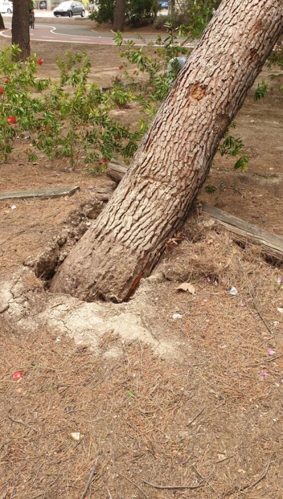 Otro de los árboles afectados por el viento de ayer