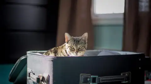 Gato dentro de maleta Gato dentro de maleta