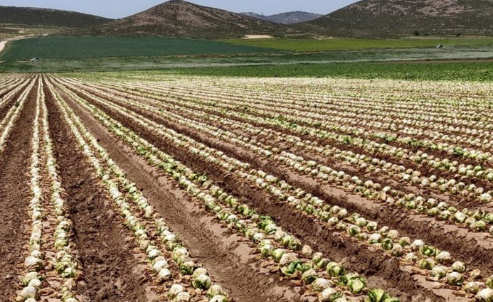 Salvemos el Arabí vuelve a denunciar el abandono masivo de lechugas y el derroche de agua en el Altiplano Salvemos el Arabí vuelve a denunciar el abandono masivo de lechugas y el derroche de agua en el Altiplano